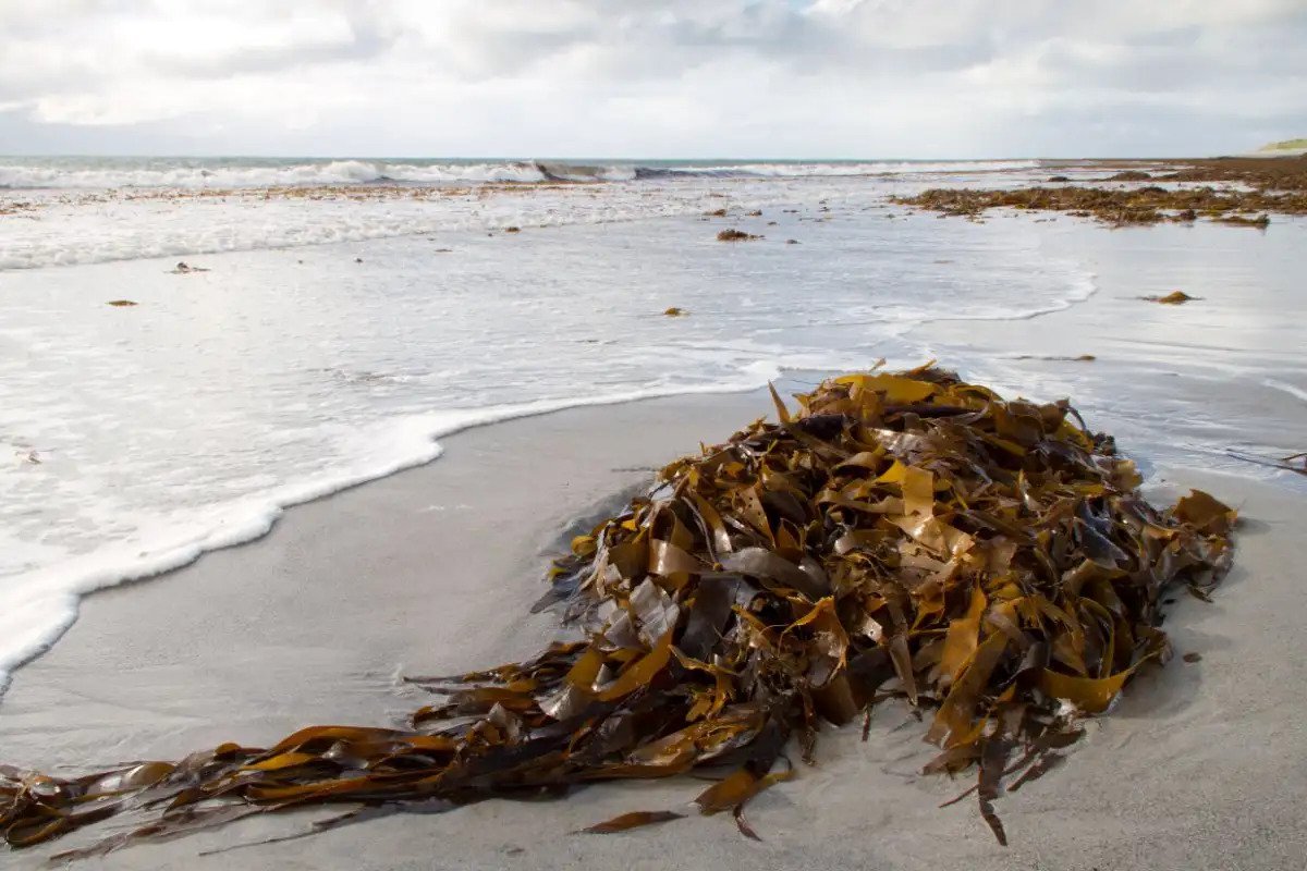 Promising Seaweed-Based Battery Delivers Hope in Sustainable Energy Storage